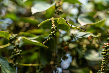 Black pepper plants growing on plantation in Asia. Ripe green peppers on a trees. Agriculture in...