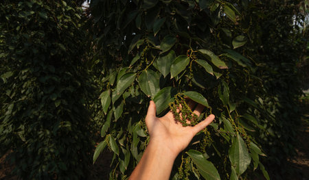 Hand of the farmer holding a raw green pepper which growing on a trees. Black pepper plants growing...