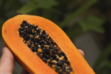Male hand holding a half of ripe papaya with seeds with a green plants on background. Slices of sweet papaya. Halved papayas. Healthy exotic fruits. Vegetarian foodの写真素材