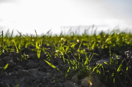 Young wheat seedlings growing on a field in autumn. Young green wheat growing in soil. Agricultural proces. Close up on sprouting rye agriculture on a field sunny day with blue sky. Sprouts of ryeの写真素材