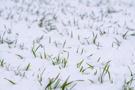 Wheat field covered with snow in winter season. Winter wheat. Green grass, lawn under the snow. Harvest in the cold. Growing grain crops for bread. Agriculture process with a crop culturesの写真素材