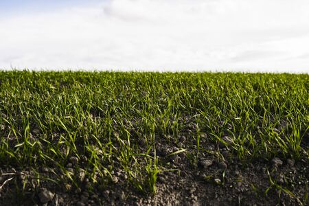 Field of young wheat seedlings growing in autumn. Young green wheat growing in soil. Agricultural proces. Close up on sprouting rye agriculture on a field sunny day with blue sky. Sprouts of rye.の写真素材