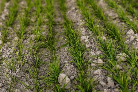 Young wheat seedlings growing on a field in autumn. Young green wheat growing in soil. Agricultural...