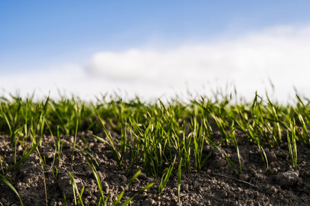 Young wheat seedlings growing on a field in autumn. Young green wheat growing in soil. Agricultural proces. Close up on sprouting rye agriculture on a field sunny day with blue sky. Sprouts of rye.の写真素材