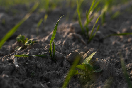 Young wheat seedlings growing on a field in autumn. Young green wheat growing in soil. Agricultural...