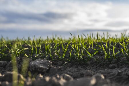 Young wheat seedlings growing on a field in autumn. Young green wheat growing in soil. Agricultural proces. Close up on sprouting rye agriculture on a field sunny day with blue sky. Sprouts of rye.の写真素材