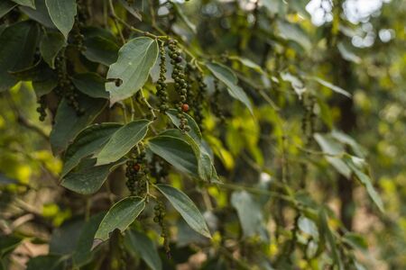 Black pepper plants growing on plantation in Asia. Ripe green peppers on a trees. Agriculture in tropical countries. Pepper on a trees before dryingの写真素材
