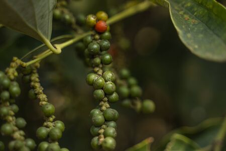 Black pepper plants growing on plantation in Asia. Ripe green peppers on a trees. Agriculture in tropical countries. Pepper on a trees before dryingの写真素材