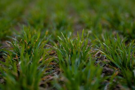 Young green wheat seedlings growing on a field. Agricultural field on which grow immature young cereals, wheat. Wheat growing in soil. Close up on sprouting rye on a field in sunset. Sprouts of rye.の写真素材