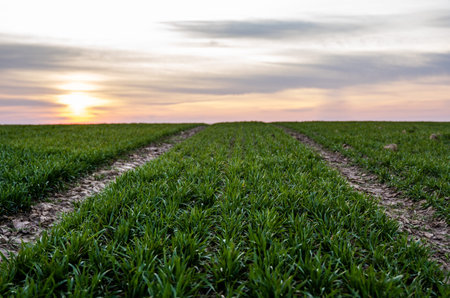 Young green wheat seedlings growing on a field. Agricultural field on which grow immature young...