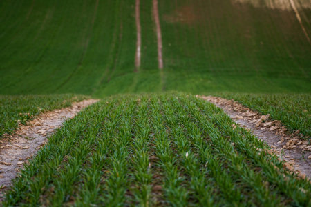Young green wheat seedlings growing on a field. Agricultural field on which grow immature young...