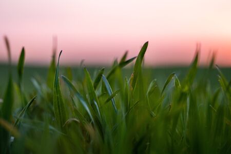 Young green wheat seedlings growing on a field. Agricultural field on which grow immature young cereals, wheat. Wheat growing in soil. Close up on sprouting rye on a field in sunset. Sprouts of ryeの写真素材