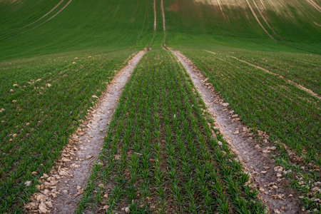 Young green wheat seedlings growing on a field. Agricultural field on which grow immature young...