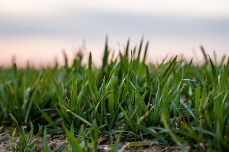 Young green wheat seedlings growing on a field. Agricultural field on which grow immature young cereals, wheat. Wheat growing in soil. Close up on sprouting rye on a field in sunset. Sprouts of ryeの写真素材
