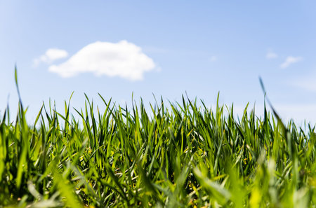Young wheat seedlings growing on a field in a black soil. Spring green wheat grows in soil. Close up...