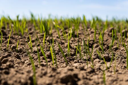 Young wheat seedlings growing on a field in a black soil. Spring green wheat grows in soil. Close up on sprouting rye on a agriculture field in a sunny day. Sprouts of rye. Agricultureの写真素材