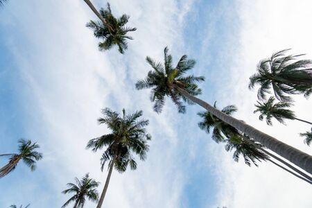 Coconut palm trees with a blue cloudy sky perspective view.の写真素材