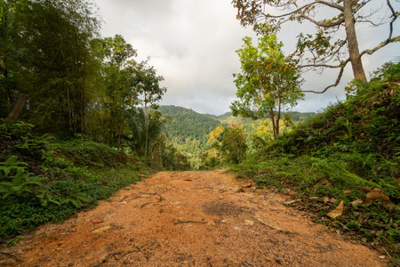 A dirt road among the jungle and mountains. Rural dirt road in the tropical forest in Thailand.の写真素材