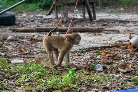 Chained monkey on a farm in asian country.の写真素材