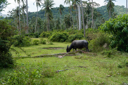 A buffalo with large horns grazes on the lawn in a green tropical jungle.