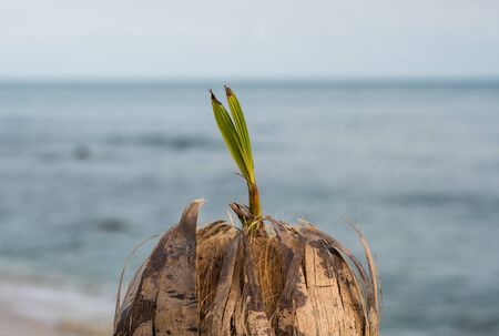 Young shoots sprout from old coconut. Sprout of coconut tree with green tender leafs.の写真素材
