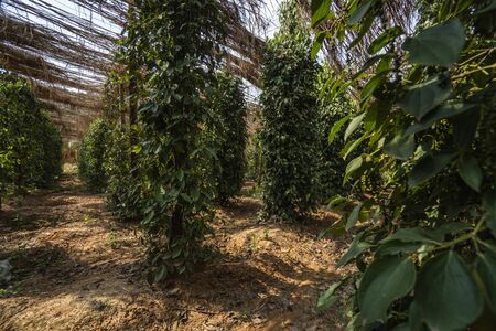 Black pepper plants growing on plantation in Asia. Ripe green peppers on a trees. Agriculture in tropical countries. Pepper on a trees before drying.の写真素材