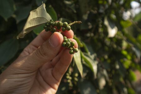 Hand of the farmer holding a raw green pepper which growing on a trees. Black pepper plants growing on plantation in Asia. Ripe green peppers on a trees. Agriculture in tropical countries.の写真素材