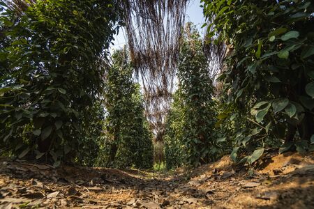 Black pepper plants growing on plantation in Asia. Ripe green peppers on a trees. Agriculture in tropical countries. Pepper on a trees before drying.の写真素材