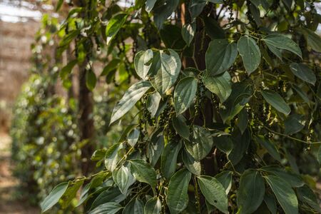 Black pepper plants growing on plantation in Asia. Ripe green peppers on a trees. Agriculture in tropical countries. Pepper on a trees before drying.の写真素材