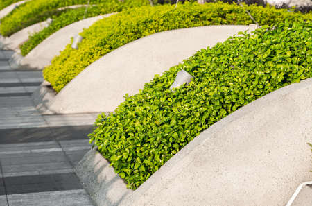 Lawn on a street. Park with bushes and green grass, landscaping. Green grass with a beautiful yard.の写真素材