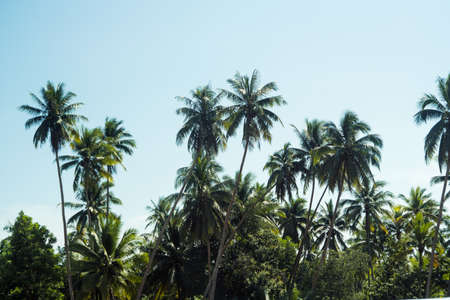 Palm trees in a sunny day, beautiful tropical background.の写真素材