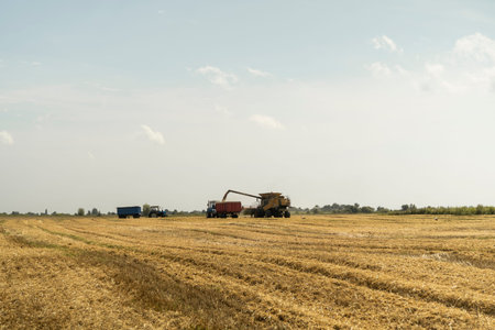 Combine harvester agriculture machine harvesting golden ripe wheat field. Harvester combine...