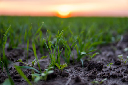 Close up young green wheat seedlings growing in a soil on a field in a sunset. Close up on sprouting...