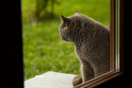 Gray chartreux cat with a yellow eyes sit behind the window outdoor.