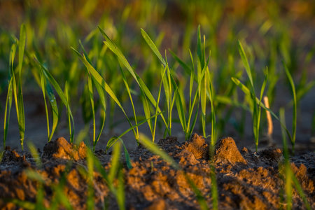 Close up young green wheat seedlings growing in a soil on a field in a sunset. Close up on sprouting...