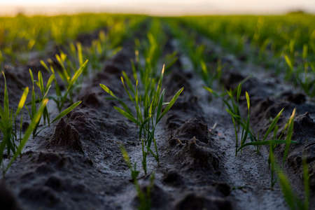 Close up young wheat seedlings growing in a field. Green wheat growing in soil. Close up on sprouting rye agriculture on a field in sunset. Sprouts of rye. Wheat grows in chernozem planted in autumn.の写真素材