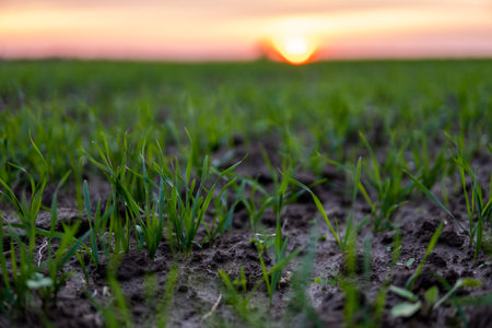 Close up young green wheat seedlings growing in a soil on a field in a sunset. Close up on sprouting...