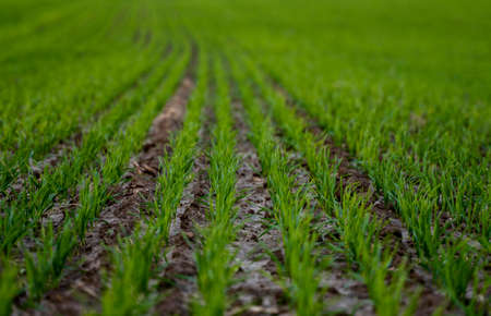 Close up young green wheat seedlings growing in a soil on a field in a sunset. Close up on sprouting rye agriculture on a field in sunset. Sprouts of rye. Wheat grows in chernozem planted in autumn.の写真素材