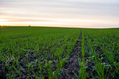 Close up young green wheat seedlings growing in a soil on a field in a sunset. Close up on sprouting rye agriculture on a field in sunset. Sprouts of rye. Wheat grows in chernozem planted in autumn.の写真素材