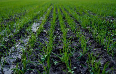 Close up young green wheat seedlings growing in a soil on a field in a sunset. Close up on sprouting rye agriculture on a field in sunset. Sprouts of rye. Wheat grows in chernozem planted in autumn.の写真素材