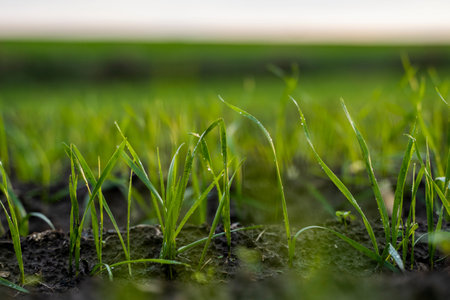 Close up young wheat seedlings growing in a field. Green wheat growing in soil. Close up on...