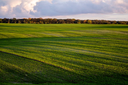 Landscape young wheat seedlings growing in a field. Green wheat growing in soil. Close up on...