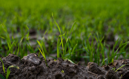 Close up young green wheat seedlings growing in a soil on a field in a sunset. Close up on sprouting rye agriculture on a field in sunset. Sprouts of rye. Wheat grows in chernozem planted in autumn.の写真素材