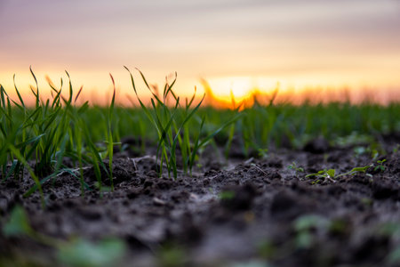 Close up young wheat seedlings growing in a field. Green wheat growing in soil. Close up on sprouting rye agriculture on a field in sunset. Sprouts of rye. Wheat grows in chernozem planted in autumn.の写真素材