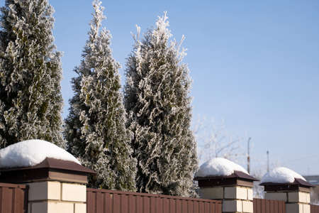 Green leaves of Thuja trees covered with frost with soft sunlight near house. Thuja twig with snow. Evergreen coniferous tree. A branch of a juniper tree in the snow. Winter background.の写真素材