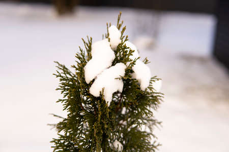 Green leaves of Thuja trees covered with frost with soft sunlight. Thuja twig with snow. Evergreen coniferous tree. A branch of a juniper tree in the snow. Winter background.の写真素材