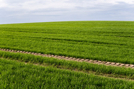 Field of young green wheat seedlings. Sprouts of young barley or wheat that have sprouted in the...