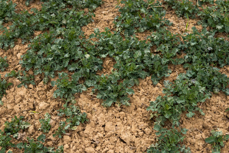 Spring field with winter rape plants. Agriculture, cultivating.