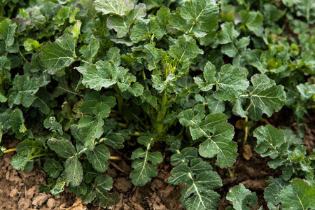 Close up of winter rape plants on a spring field. Agriculture, cultivating.