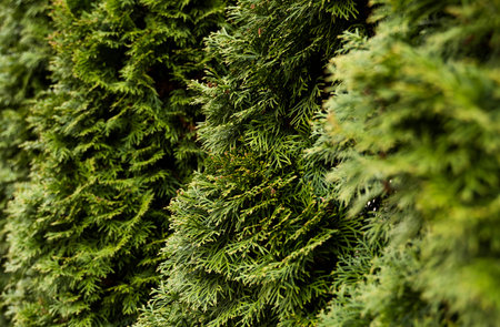 Green hedge of thuja trees. Closeup fresh green branches of thuja trees. Evergreen coniferous Tui...